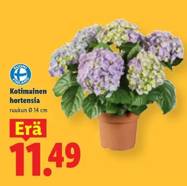Kotoimainen hortensia