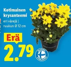 Kotimainen krysanteemi