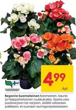 Begonia Suomalainen