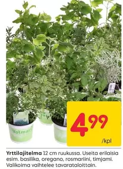 Yrtitilajitelma