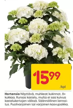 Hortensia Näyttävä