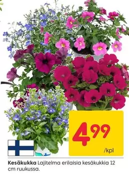 Kesäkukka Lajitelma