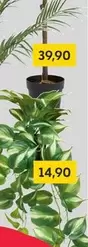 Plant