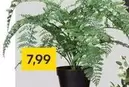 Fern