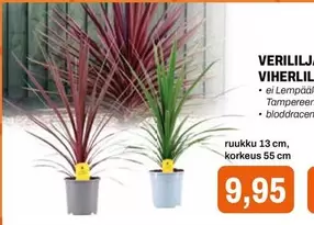 VERILILJA VIHERLILJA