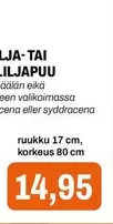 LILJAPUU