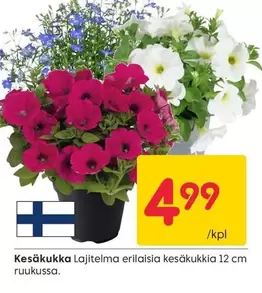 Kesäkukka Lajitelma