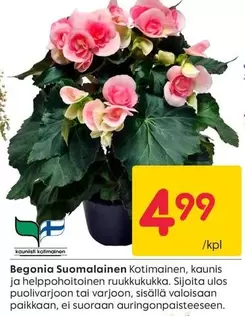 Begonia Suomalainen