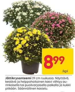 Jättikrysanteemi