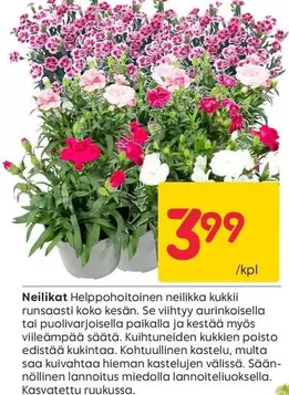 Neilikka Helppohoitoinen