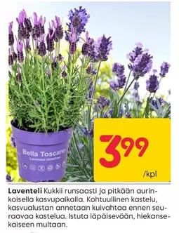 Laventeli