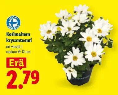 Krysanteemi