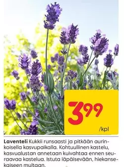 Laventeli Kukki