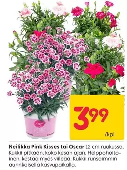 Neilikka Pink Kisses tai Oscar