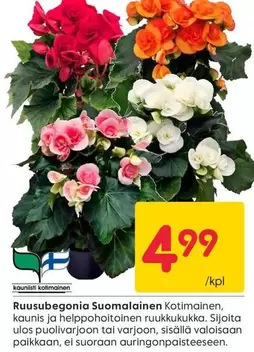 Ruusubegonia Suomalainen Kotimainen