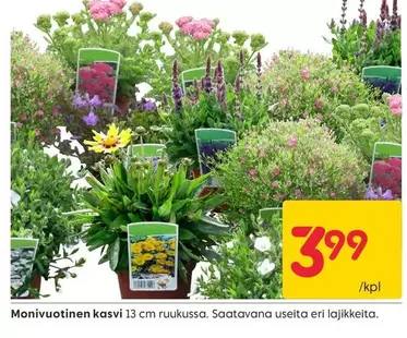 Monivuotinen kasvi