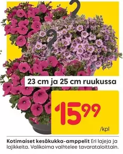 Kotimaiset kesäkukka-ampelit