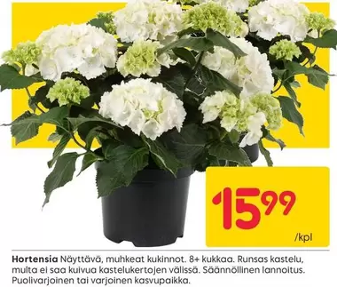 Hortensia Näyttävä