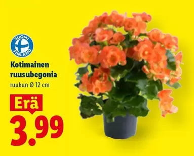 Ruusubegonia