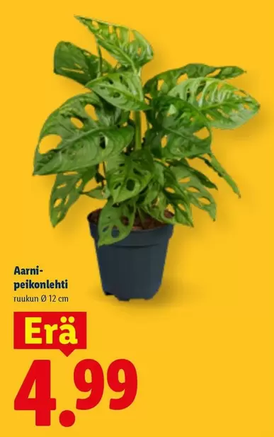 Aarni-peikonlehti