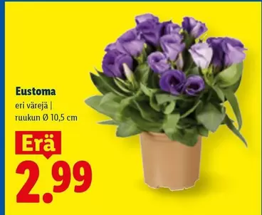 Eustoma