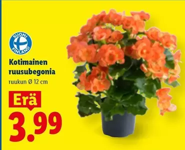 Kotimainen ruusubegonia