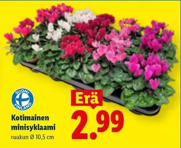 Kotimainen minisyklaami