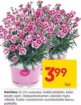 Neilikka