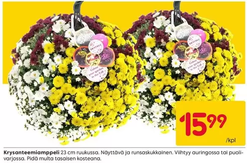 Krysanteemiamppeli