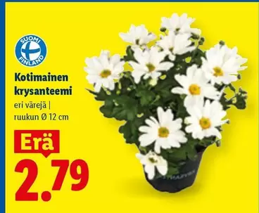 Kotimainen krysanteemi