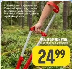 MARJAPOIMURIN VARSI