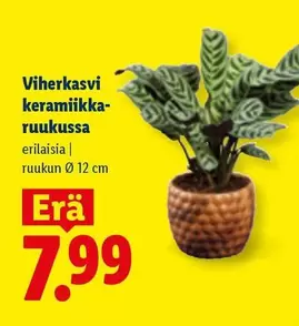 Viherkasvi keramiikka-ruukussa