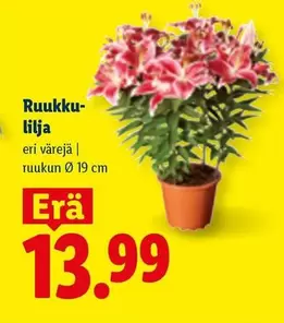 Ruukku-lilja