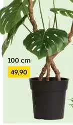Monstera
