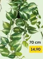 Houseplant