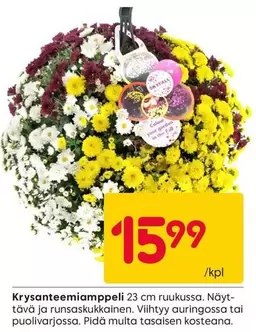 Krysanteemiamppeli 23 cm ruukussa