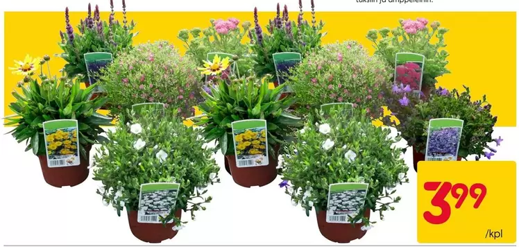 Summer flowers