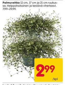 Palmuvehka