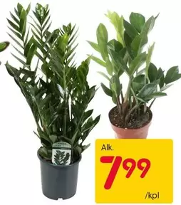 Zamioculcas