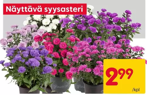 Näyttävä syysasteri