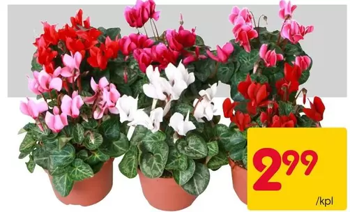 Cyclamen