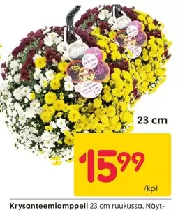Krysanteemiamppeli