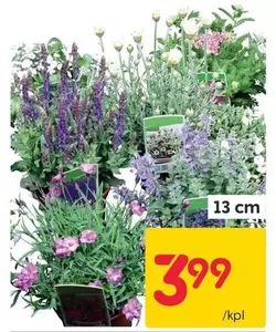 Perennial Plants