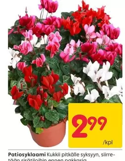Patiosyklaami Kukkii pitkälle syysyyn
