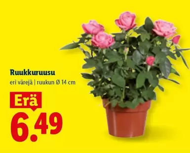 Ruukkuruusu