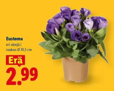 Eustoma
