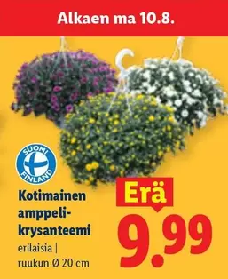 Kotimainen amppeli-krysanteemi