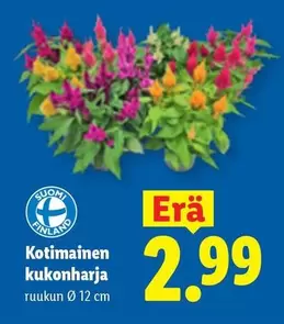 Kotimainen kukonharja