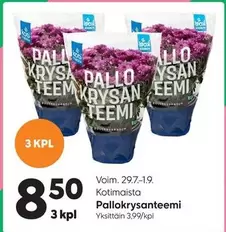 Pallokrysanteemi