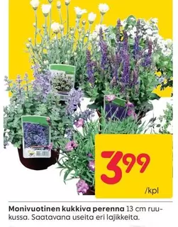 Monivuotinen kukkiva perenna